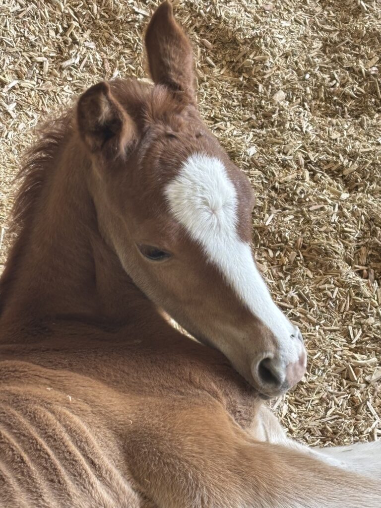 Forever Fancy DEH thumbnail picture