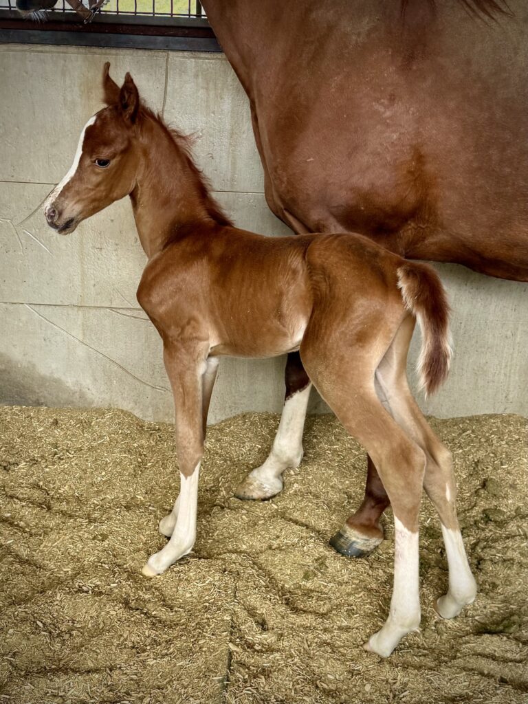 Foal #3! thumbnail picture