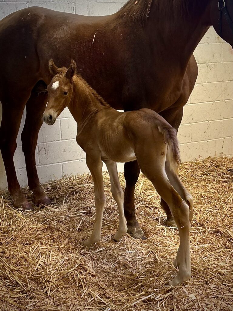 Foal alert! thumbnail picture
