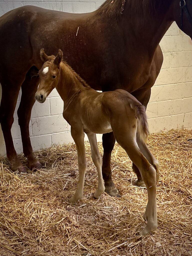 Foal alert! thumbnail picture