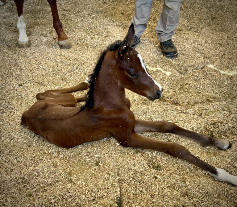 Foal #4! thumbnail picture