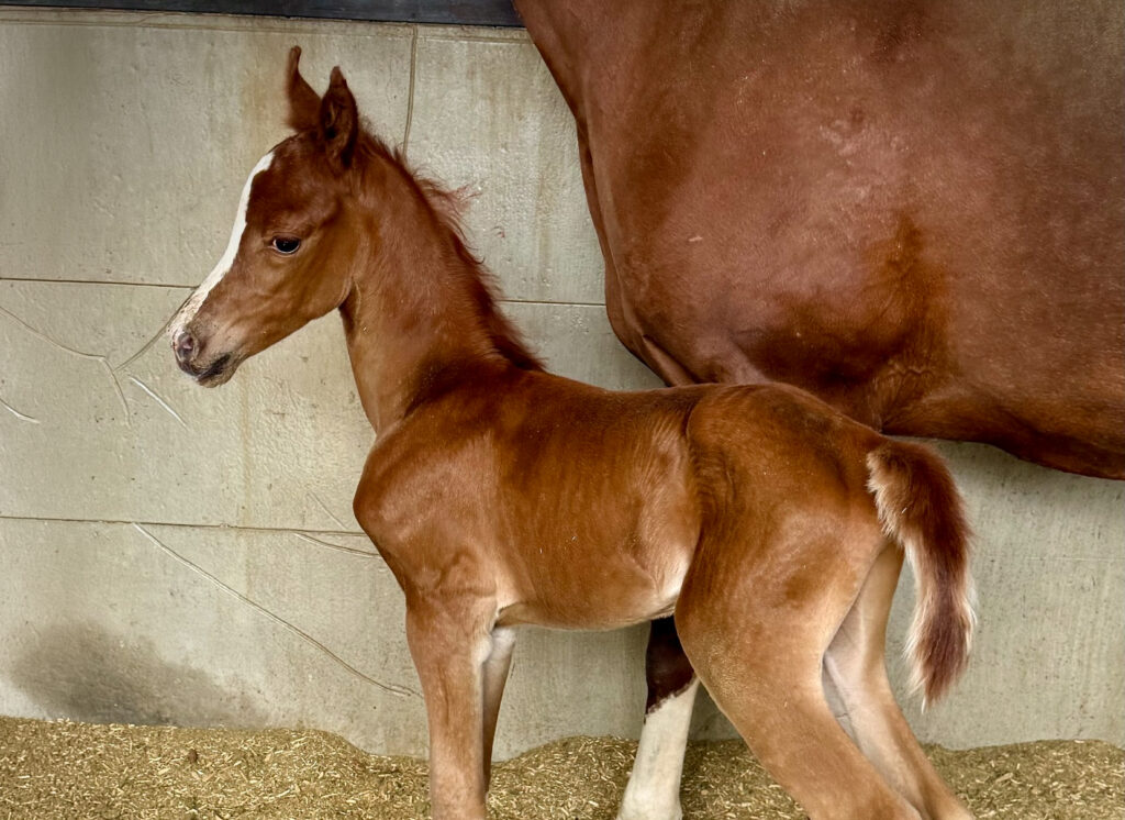 Tour De Force DEH thumbnail picture